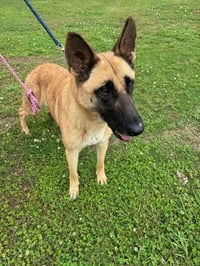 Urgent foster needed for Reba - Photo 3