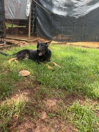 Toby - Photo 2
