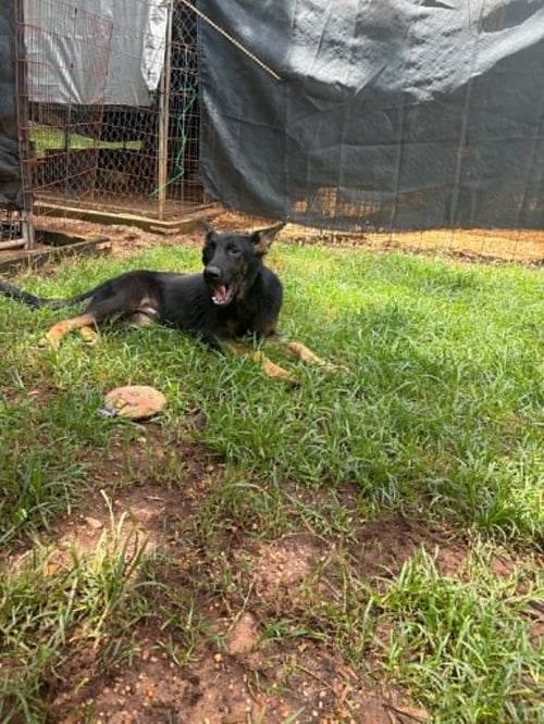 TOBY - German Shepherd Dog available for adoption