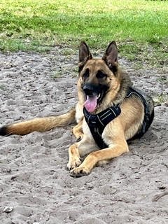 MAX - German Shepherd Dog for adoption in Clearwater