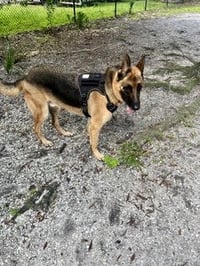 Max - Photo 3
