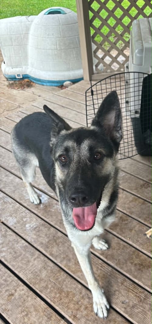 MINX - German Shepherd Dog for adoption in Clearwater