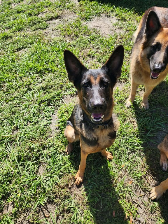 WeRescue - Adopt Zena: German Shepherd Dog in Palm Harbor, FL