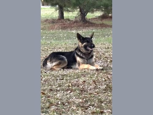 BONNIE - German Shepherd Dog for adoption in Clearwater