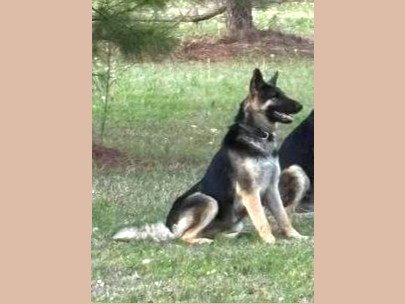 BONNIE - German Shepherd Dog available for adoption
