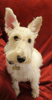 Cailean - PENDING! - Photo 2