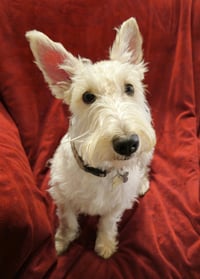 Cailean - PENDING! - Photo 3