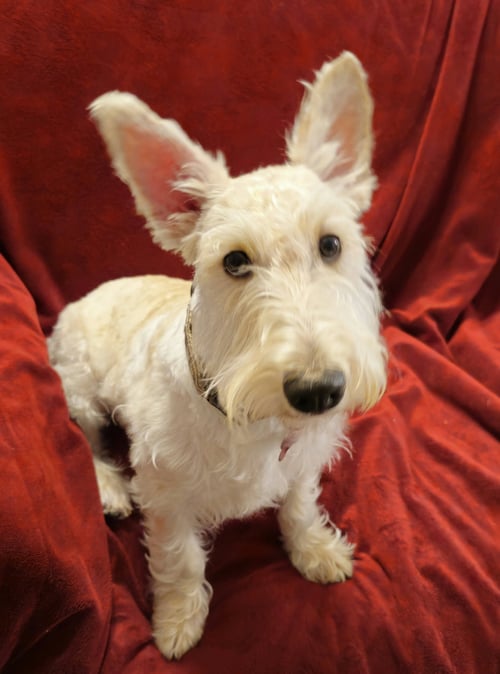 CAILEAN - PENDING! - Scottish Terrier Scottie for adoption in Dallas