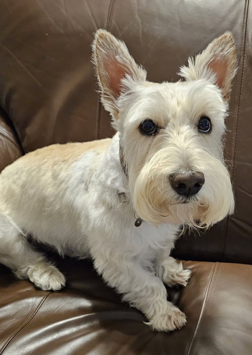FINLEY - Scottish Terrier Scottie for adoption in Dallas