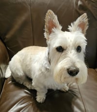 Finley - Photo 3