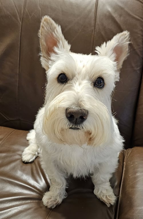 FINLEY - Scottish Terrier Scottie available for adoption