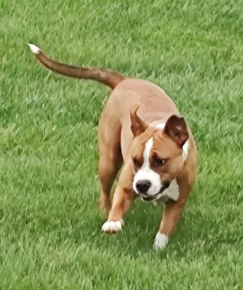 FERGIE-FAYE - Boxer / American Pit Bull Terrier for adoption in Naperville