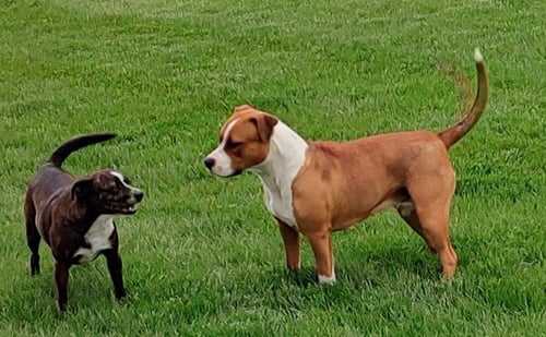 FERGIE-FAYE - Boxer / American Pit Bull Terrier available for adoption
