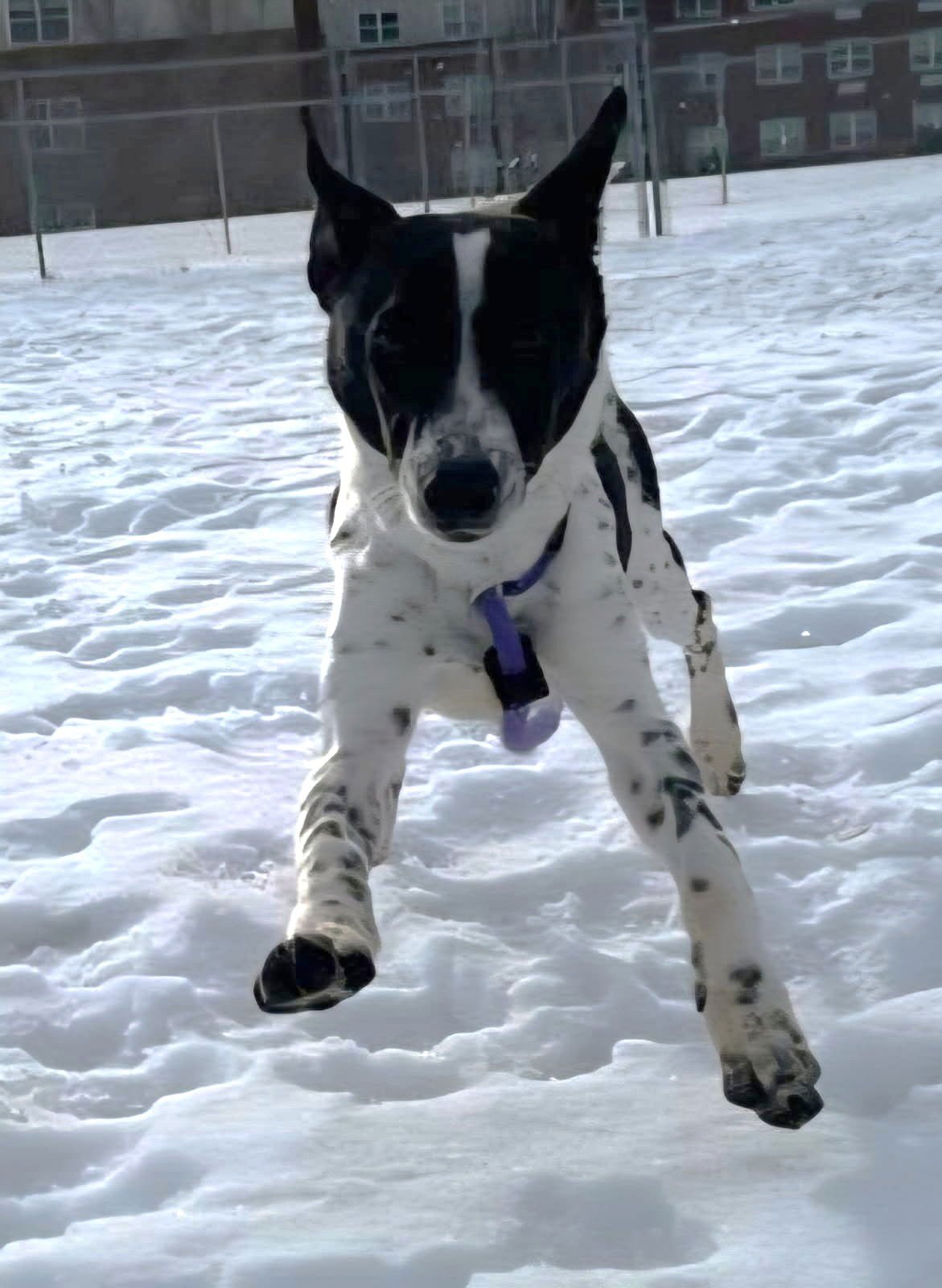 GUINEA - Smooth Fox Terrier available for adoption
