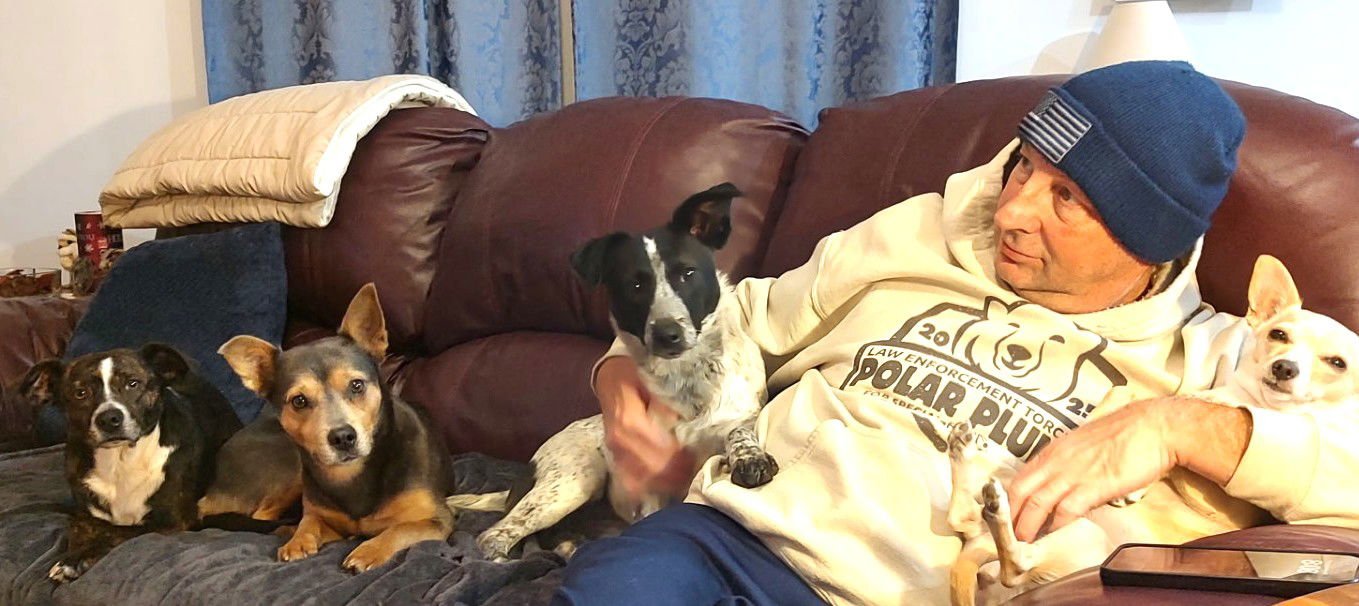 GUINEA - Smooth Fox Terrier available for adoption