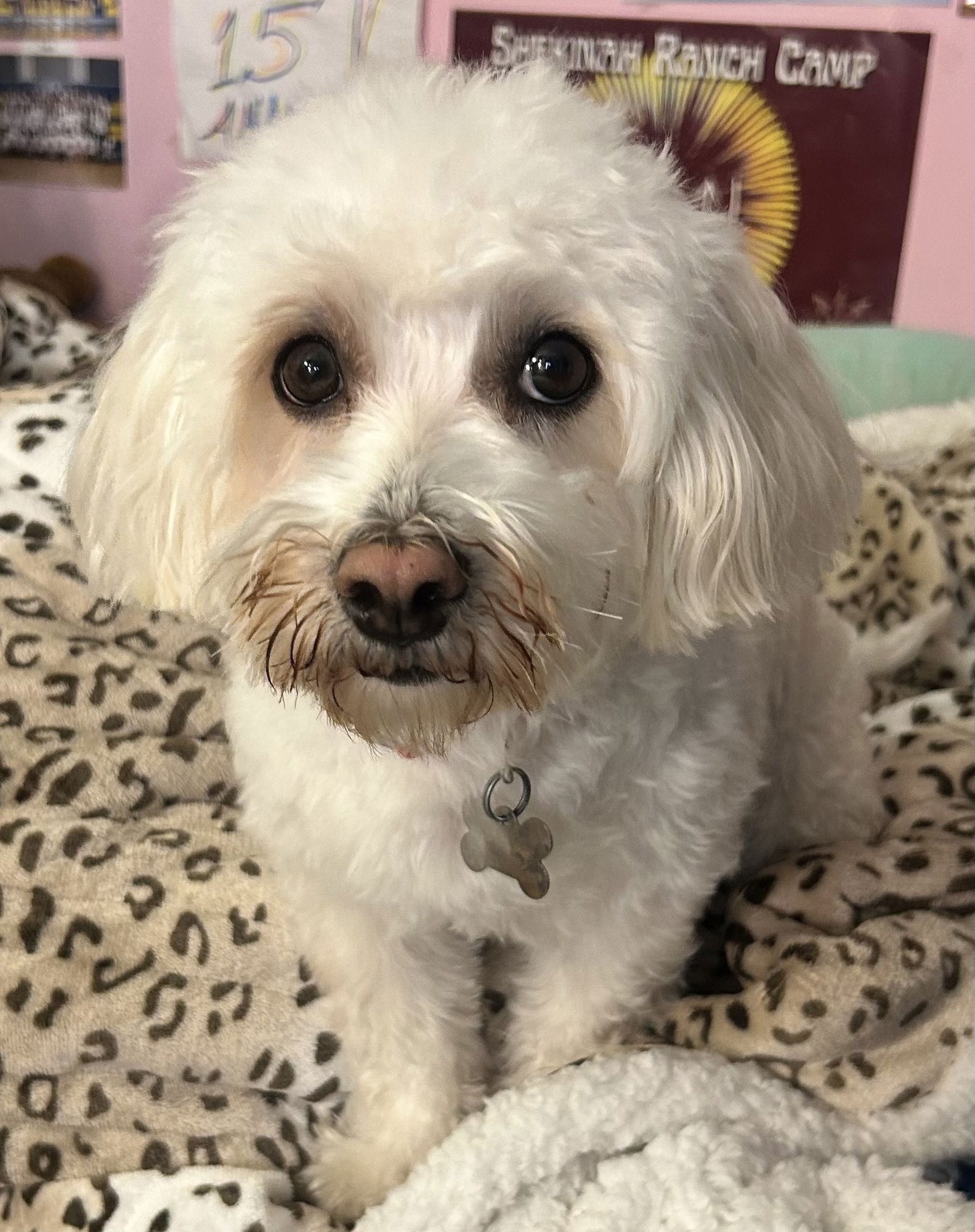 BONNIE - Maltese / Poodle (unknown type) for adoption in Naperville