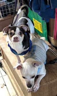 SHORTY & BLANCO - Photo 3