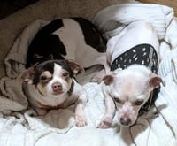 SHORTY & BLANCO - Photo 4