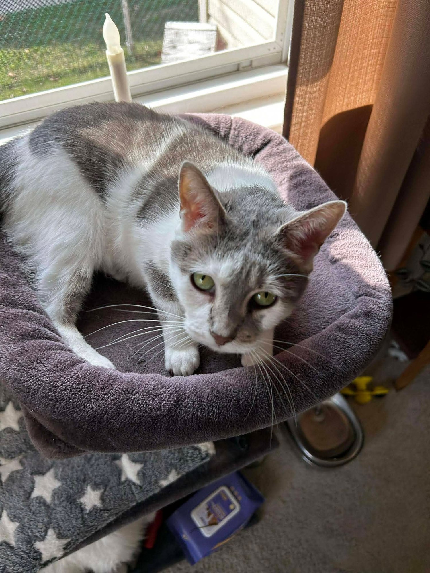 BIANCA - Domestic Short Hair available for adoption