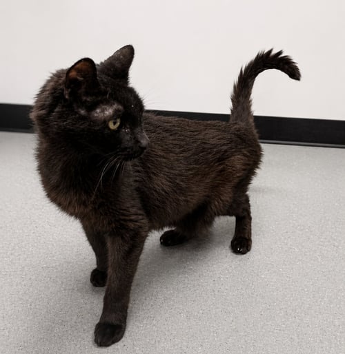 DORIAN - Domestic Short Hair available for adoption