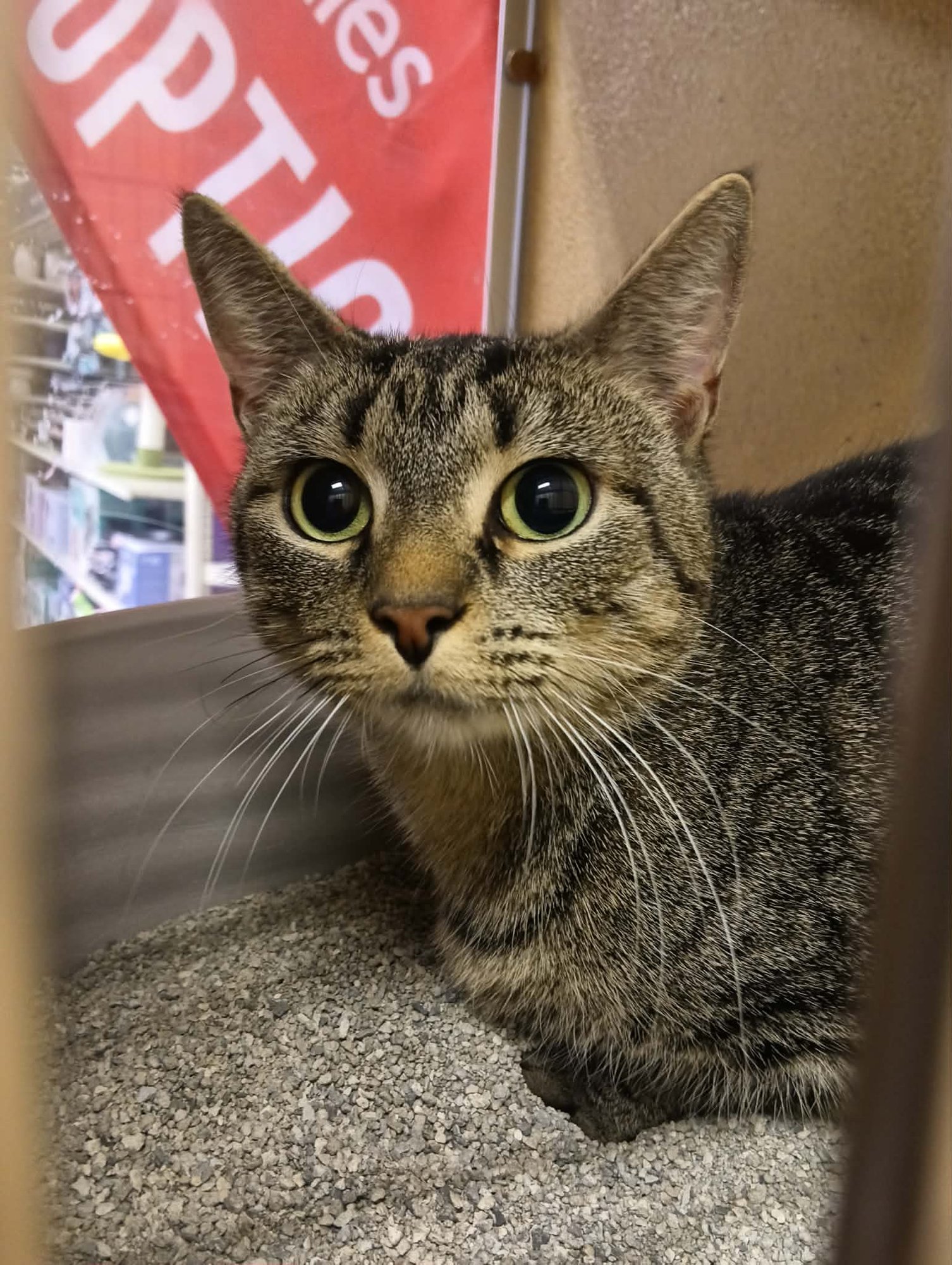 MILA - Domestic Short Hair available for adoption