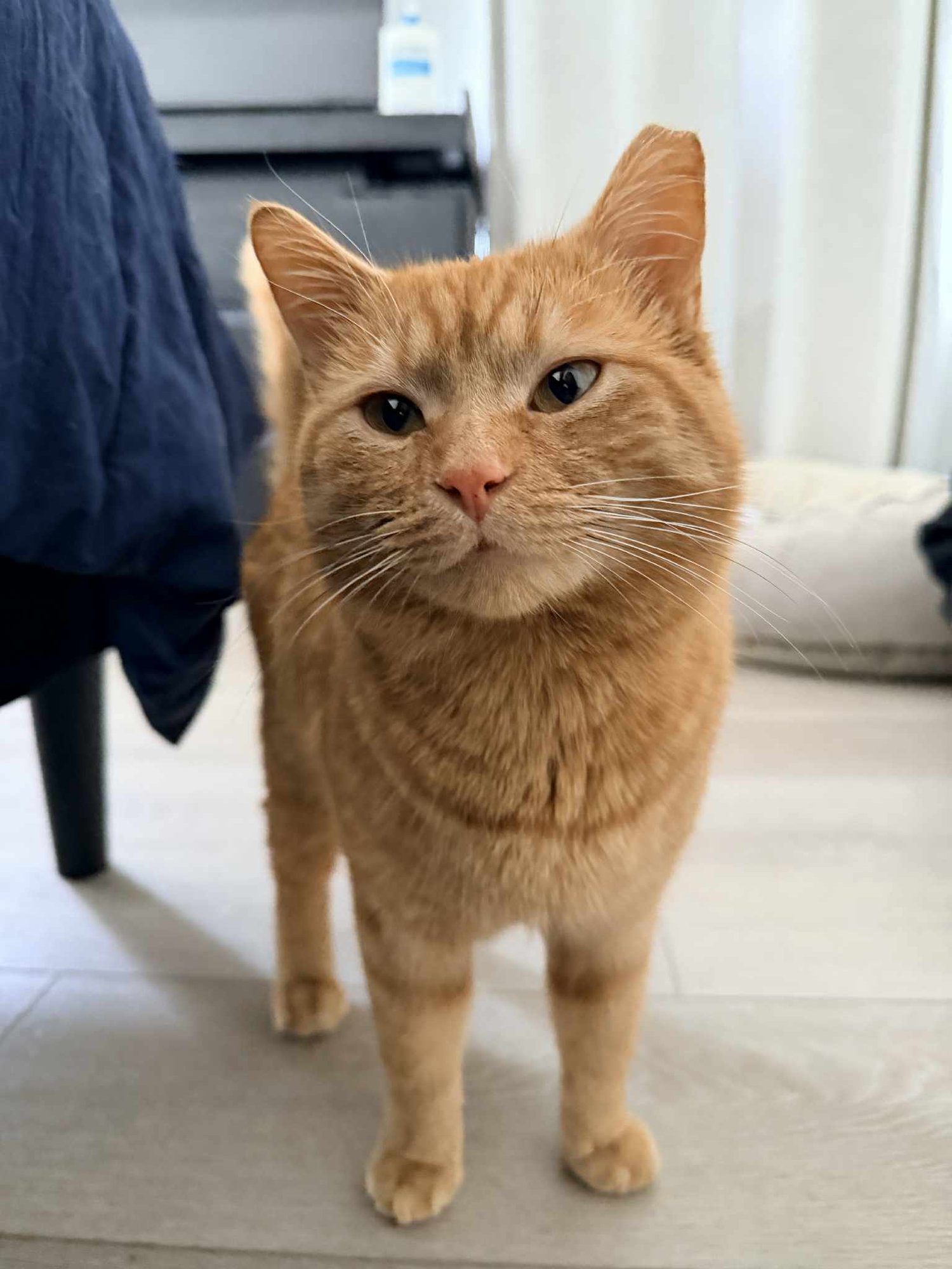 HARRY - Tabby available for adoption