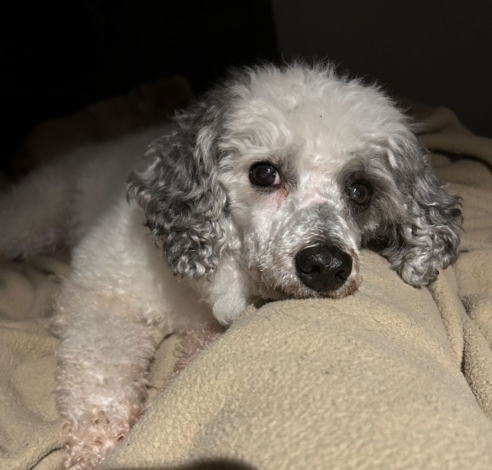 BABY BEAR - Poodle (Standard) available for adoption