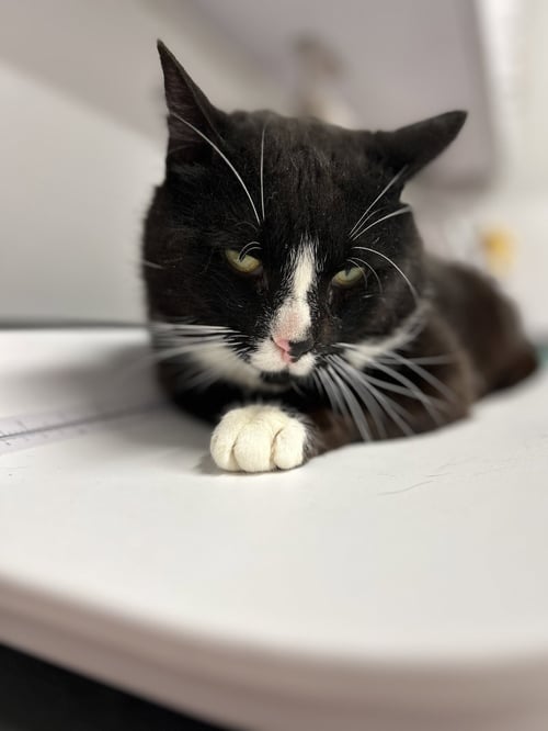 SCOOTER - Domestic Short Hair available for adoption
