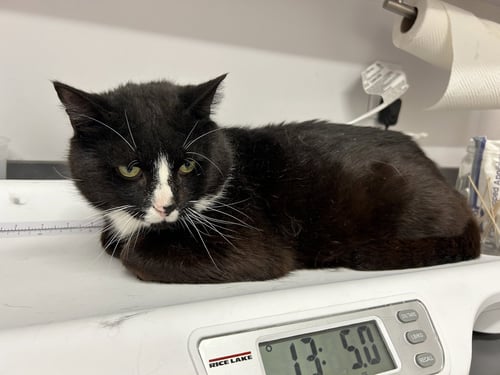 SCOOTER - Domestic Short Hair available for adoption