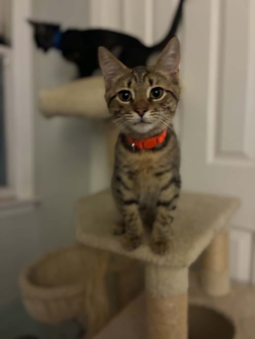TIGER - Tabby available for adoption