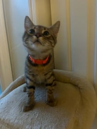 Tiger - Photo 2