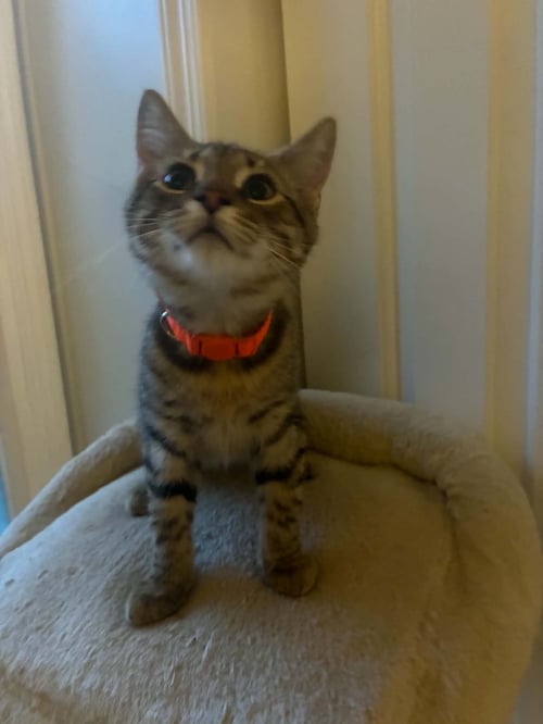 TIGER - Tabby available for adoption