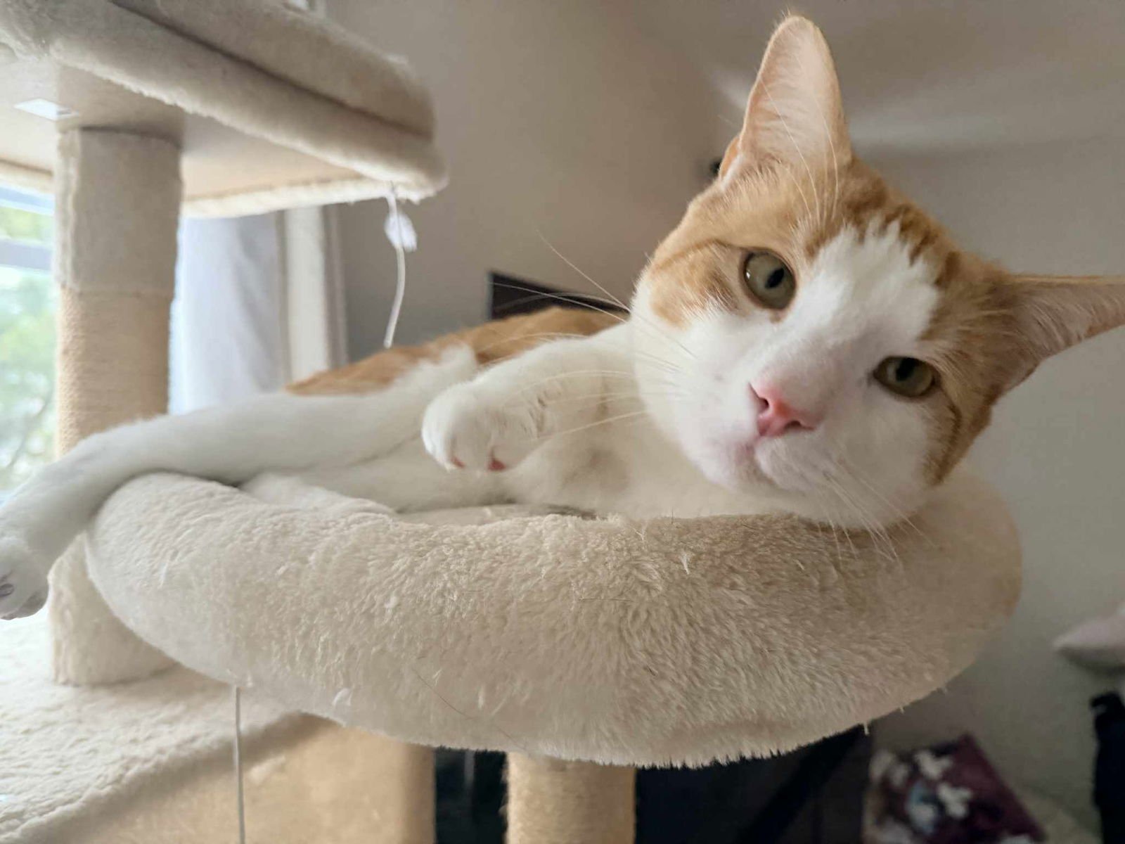 TANGO - Tabby available for adoption