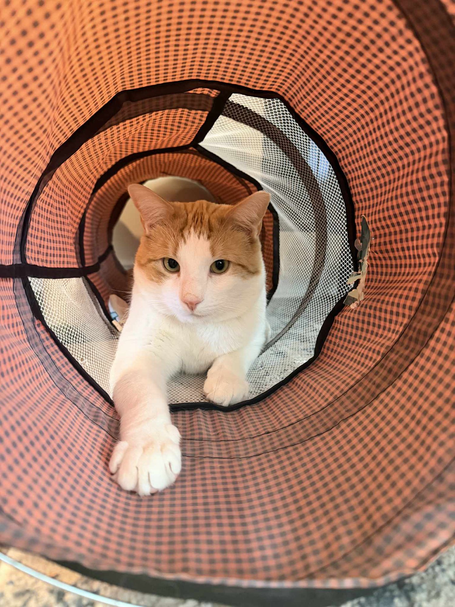 TANGO - Tabby available for adoption
