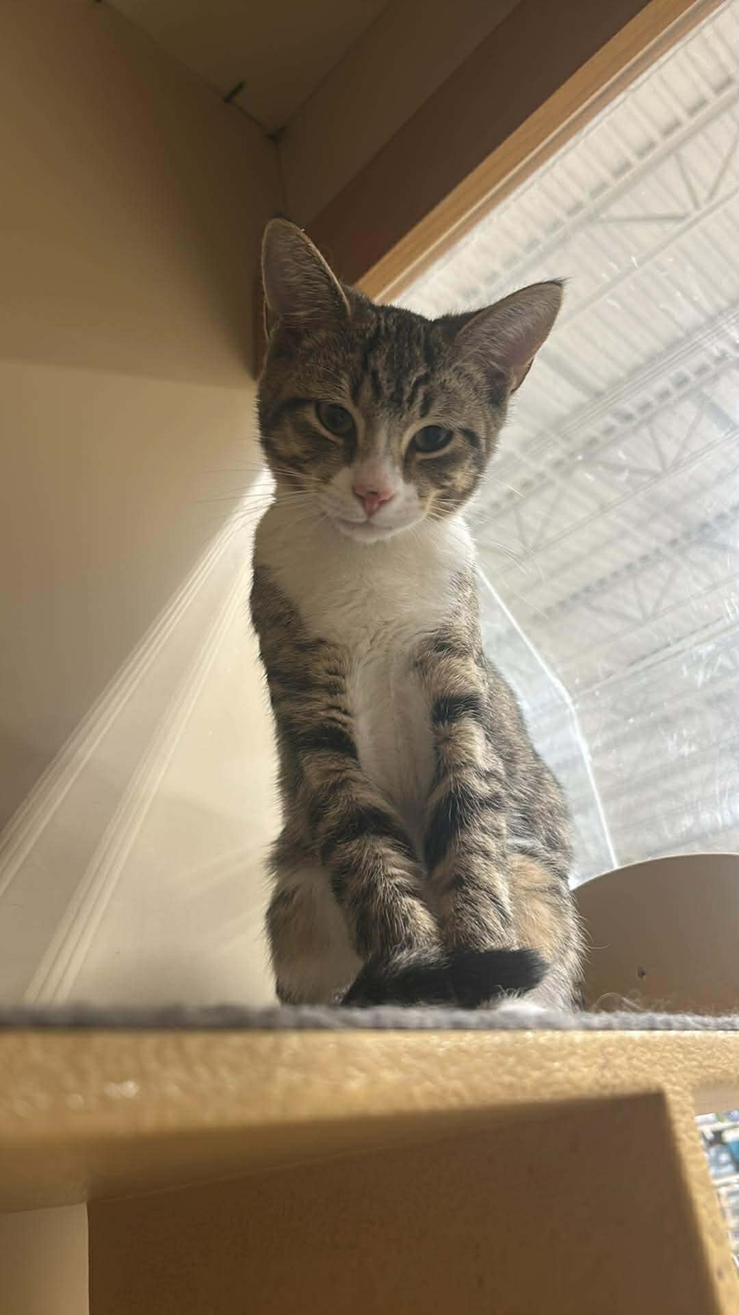 RILEY - Domestic Short Hair available for adoption