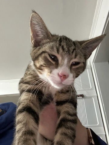 RILEY - Domestic Short Hair available for adoption