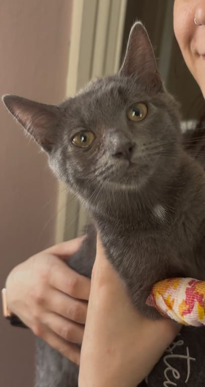 Maisey Image