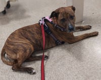 Rosie/Brooklyn - Photo 3