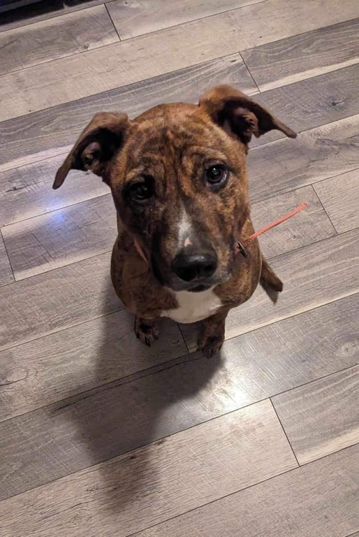 Rosie/Brooklyn Image