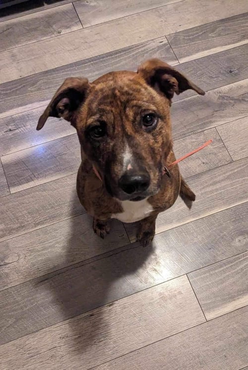 ROSIE/BROOKLYN - Terrier for adoption in Philadelphia