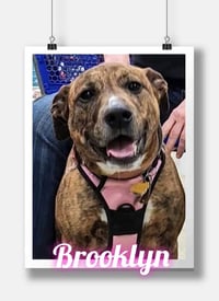 Rosie/Brooklyn - Photo 2