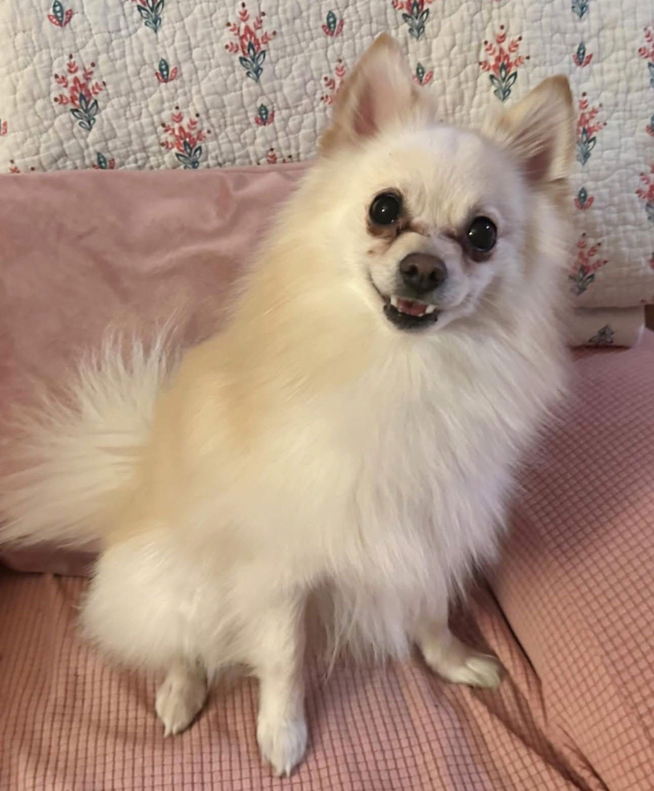 CASPER - Pomeranian available for adoption