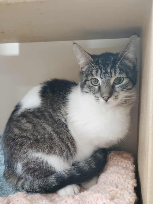 PECAN PIE - Domestic Short Hair available for adoption