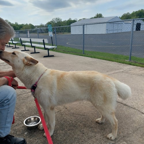 SHANNON - German Shepherd Dog available for adoption