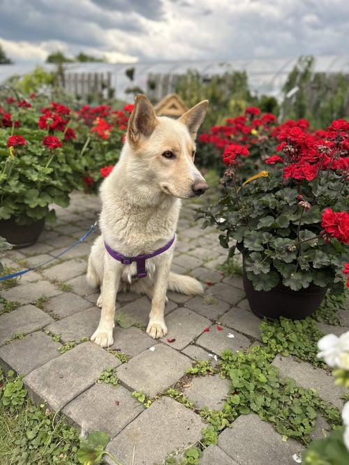 SHANNON - German Shepherd Dog for adoption in Philadelphia