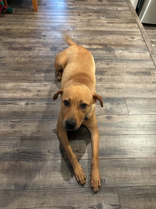 SHILOH - Mountain Cur / Boxer available for adoption