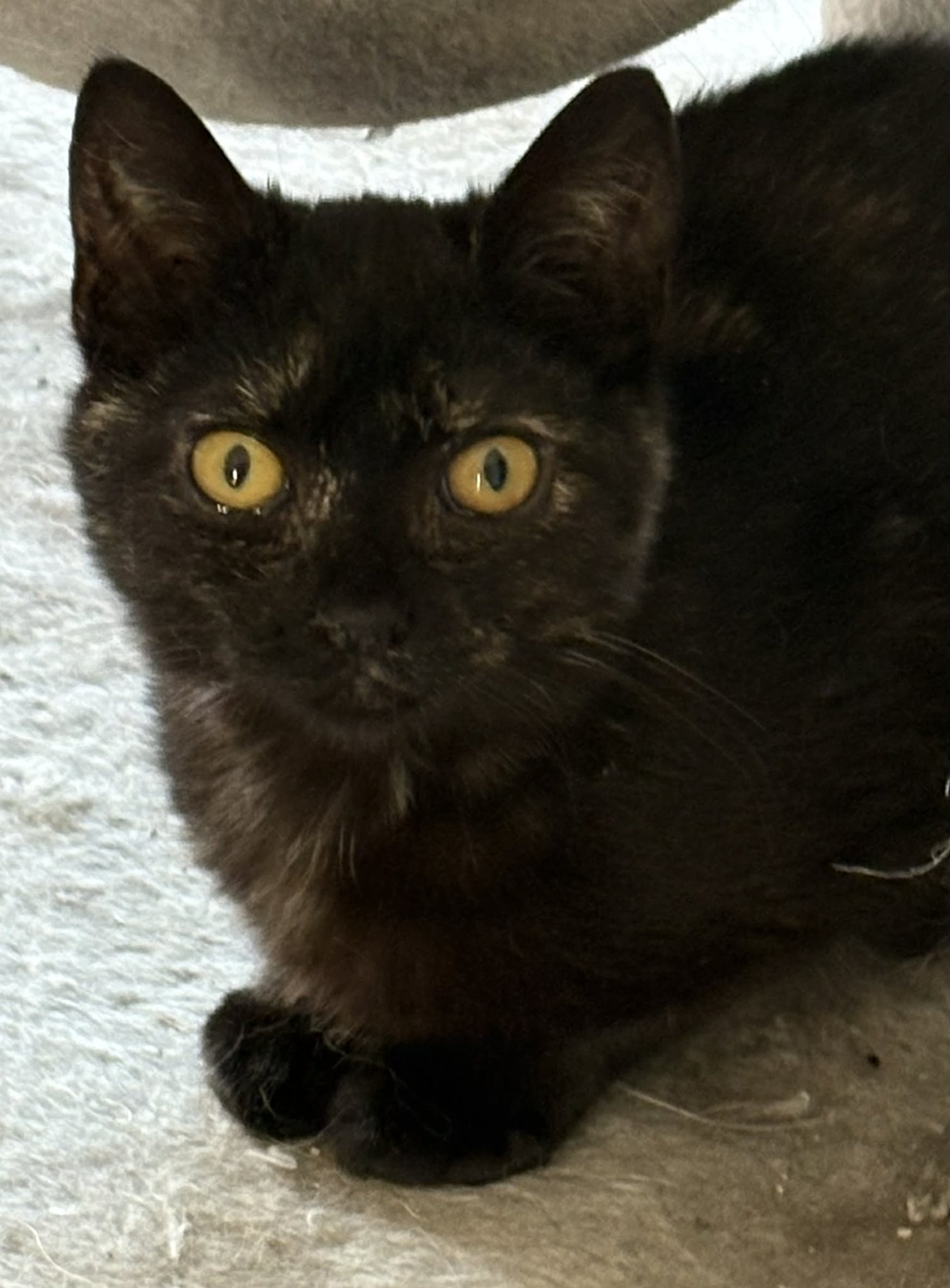 BIANCA - Tortoiseshell available for adoption