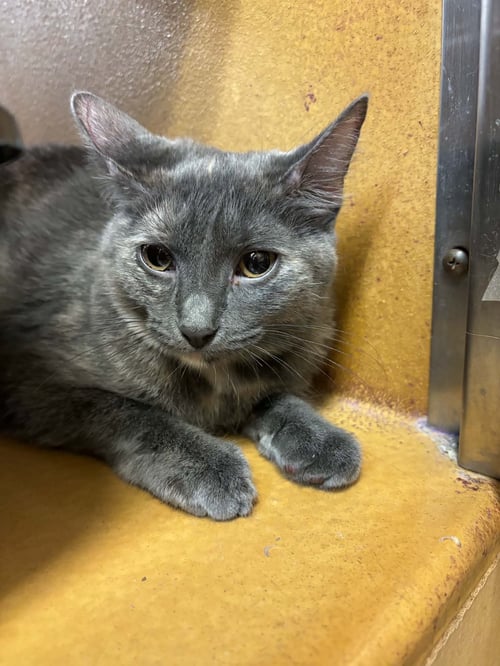 PIXIE - Tortoiseshell available for adoption