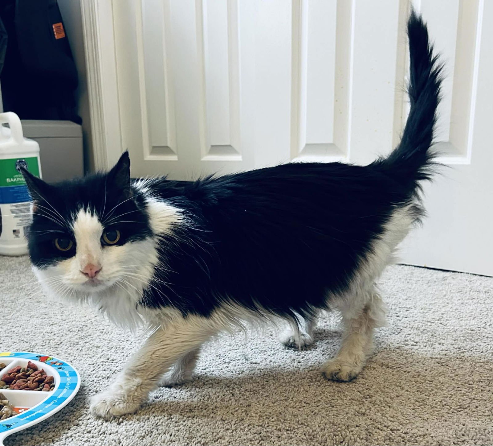 LANA - Domestic Short Hair available for adoption