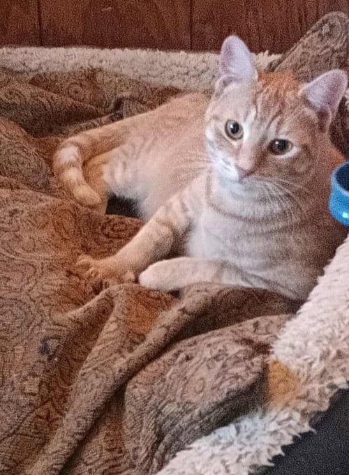 FRANKIE - Tabby available for adoption